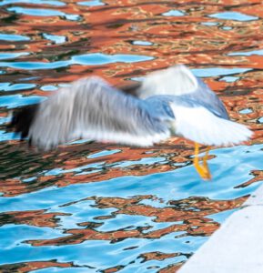 Galerie Ahlemann zeigt ein Foto des Fotokünstlers Mick Schäfer aus der Serie "Reflecting Venice" auf dem vor braunen Spiegelungen im blauen Wasser ein fliegender, weiß-grauer Vogel zu sehen ist.