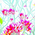 Galerie Ahlemann zeigt ein abstraktes Foto der Fotokünstlerin Nicki Garz in bunten Farben, das einen Teil einer Plumeria zeigt, dessen Zweige in türkis dargestellt werden.
