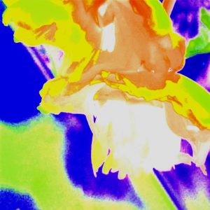 Galerie Ahlemann zeigt ein abstraktes Foto der Fotokünstlerin Nicki Garz mit einer abstrahierten Tulpenblüte in den überwiegenden Farben orange und grün.